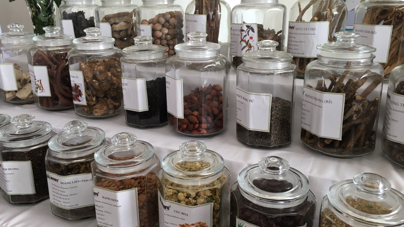 cay-hai-trung-kim-vi-thuoc-dan-gian-la-ma-quen 6.png