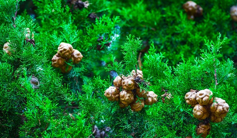 Cây hoàng đàn là gì? Có công dụng chữa bệnh như thế nào? 1