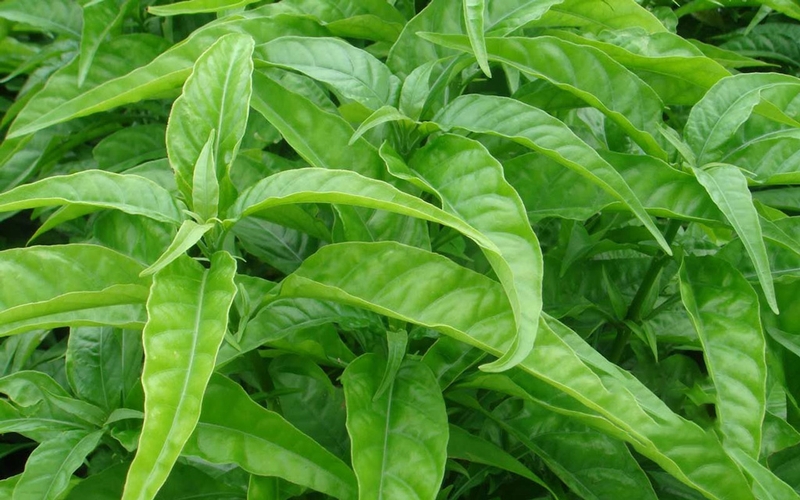 Người bị cảm cúm, sốt cao có thể dùng lá cây hồng ngọc để hạ sốt