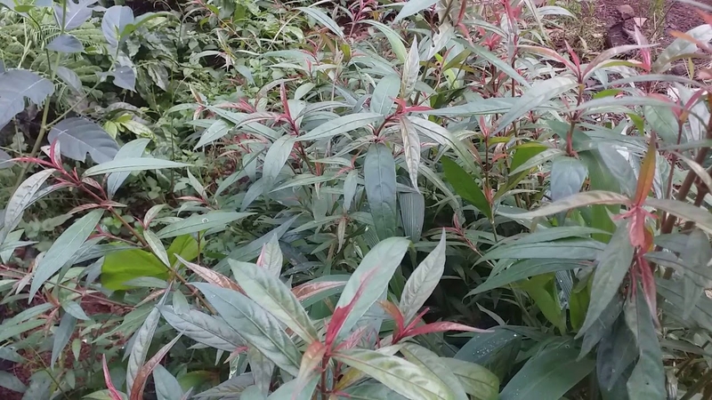 Người bị cảm cúm, sốt cao có thể dùng lá cây hồng ngọc để hạ sốt