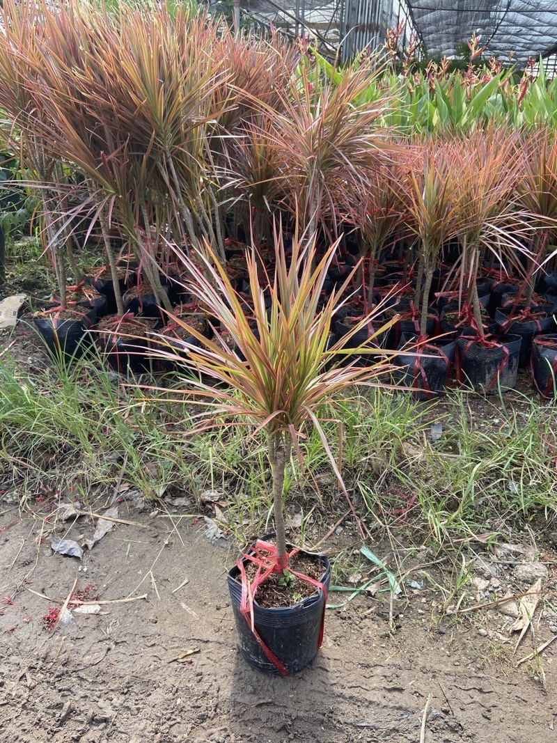 Cây huyết dụ kiếm