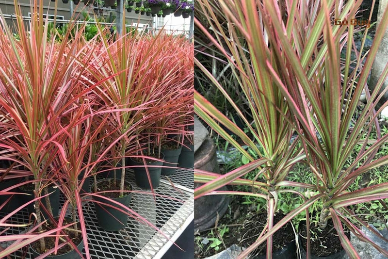 Cây huyết dụ kiếm mang lại nhiều tác dụng cho y học cổ truyền