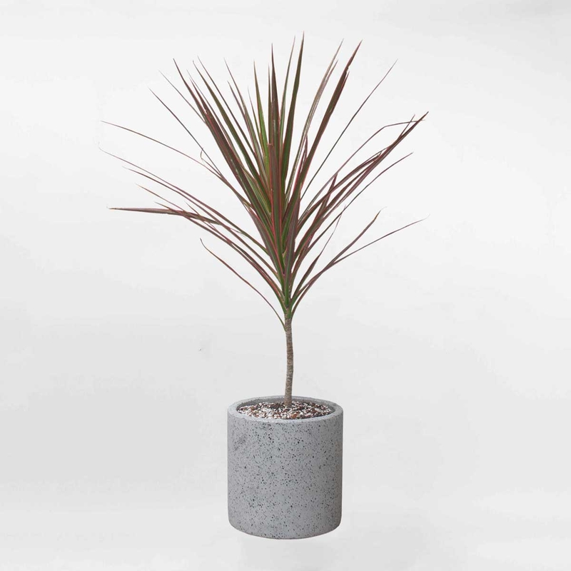 Lưu ý khi dùng huyết dụ kiếm