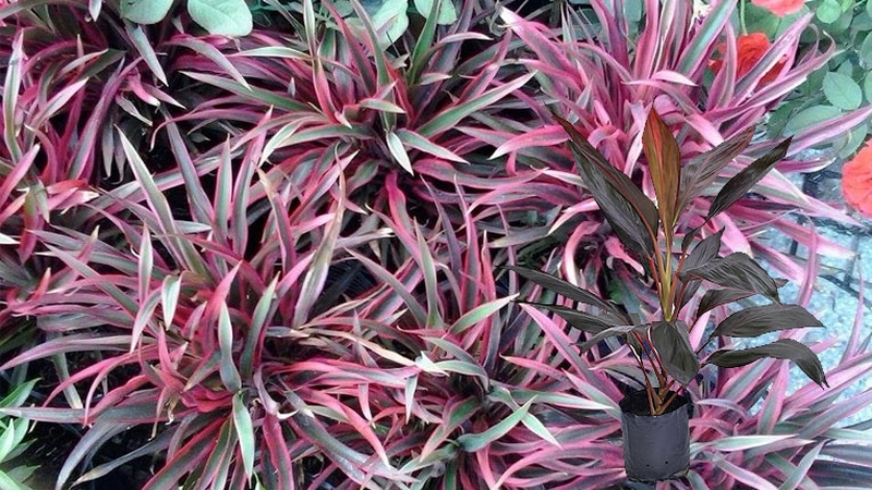 Cây huyết dụ lá nhỏ