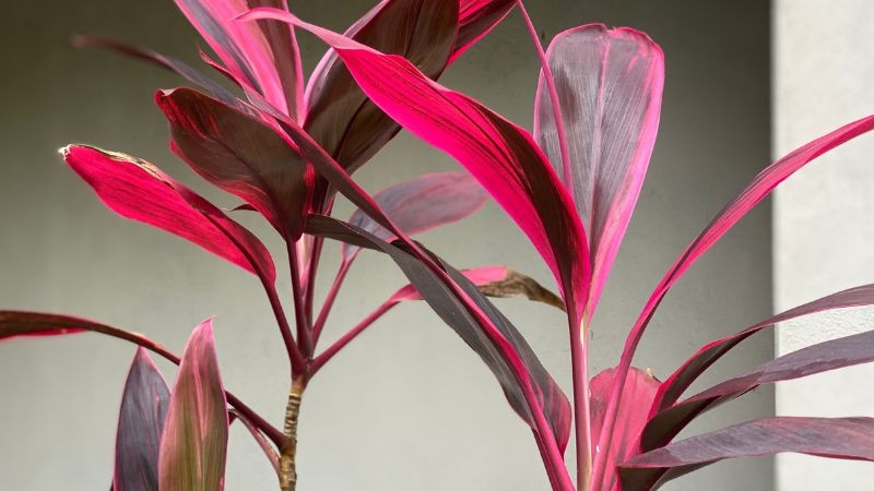 Cây huyết dụ dùng làm nhiều bài thuốc chữa bệnh