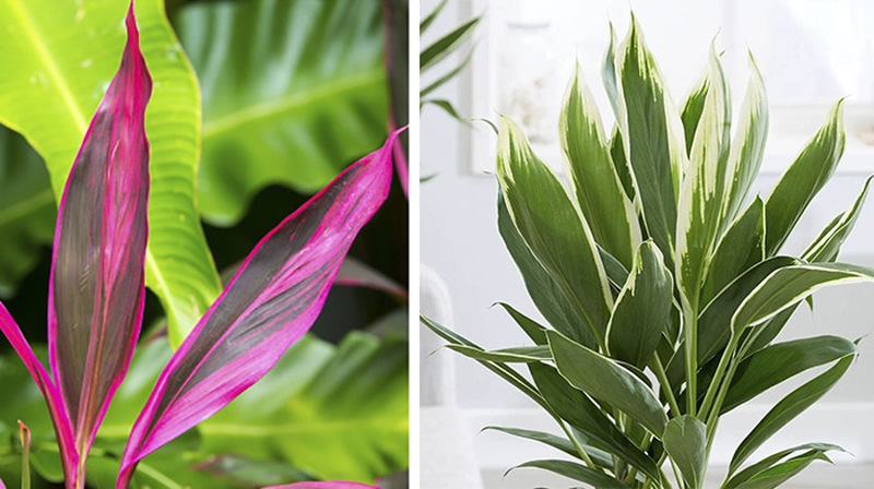 Cây huyết dụ xanh - một vị thuốc cho sức khoẻ