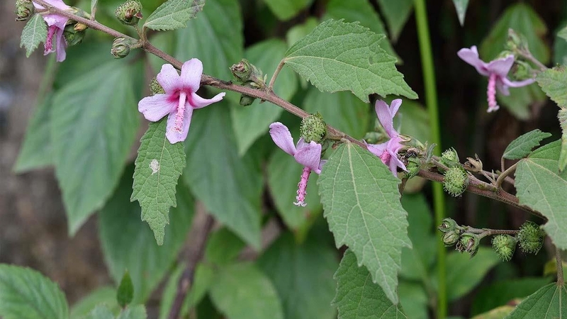 Cây ké hoa đào là cây dược liệu mọc dại tại các vùng trung du, đồng bằng