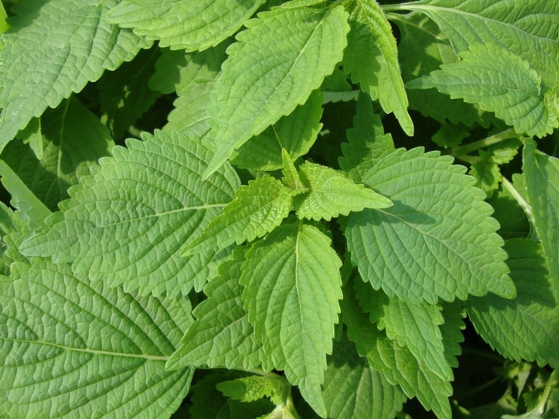 Cây kinh giới có tác dụng gì? 1