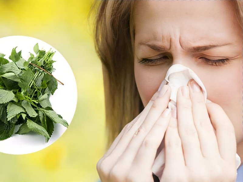 Cây kinh giới có tác dụng gì? 2