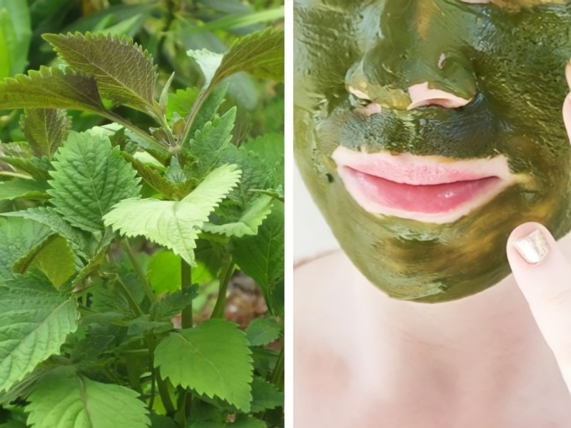 Cây kinh giới có tác dụng gì? 3