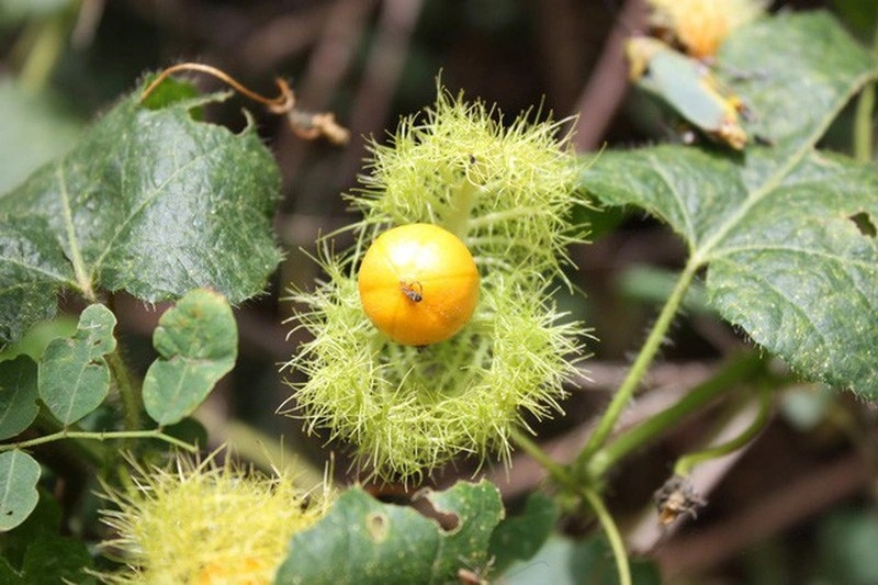 Cây lạc tiên chữa mất ngủ giúp cải thiện giấc ngủ được ngon hơn 1