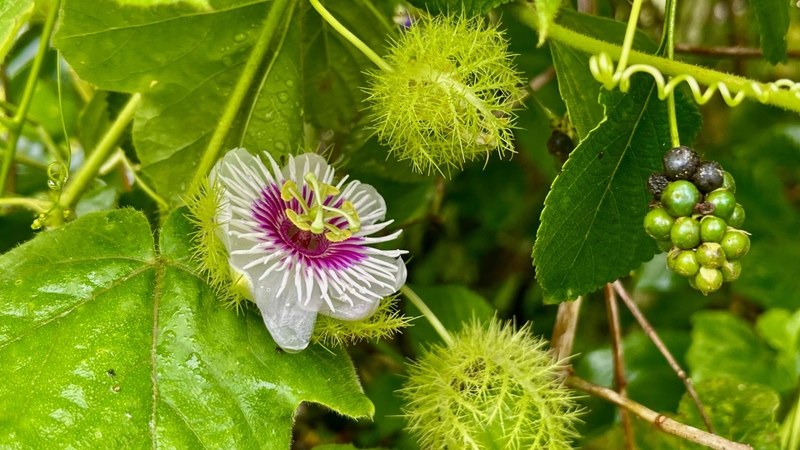 Hoa lạc tiên màu trắng, tâm hoa có vòng sợi mảnh ánh tím rất đặc trưng
