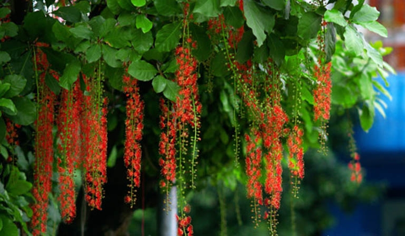 Phương pháp chữa bệnh trĩ bằng cây lộc vừng an toàn và hiệu quả 2