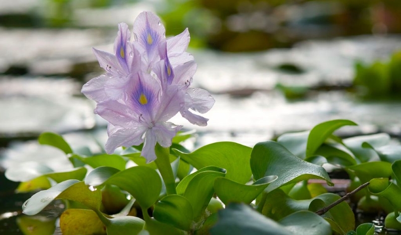 Cây lục bình chữa suy thận có được không? 1