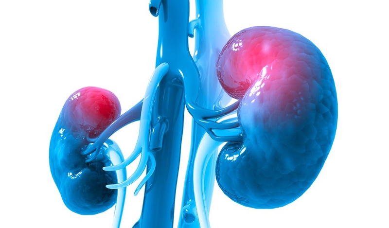 Cây lục bình chữa suy thận có được không? 3