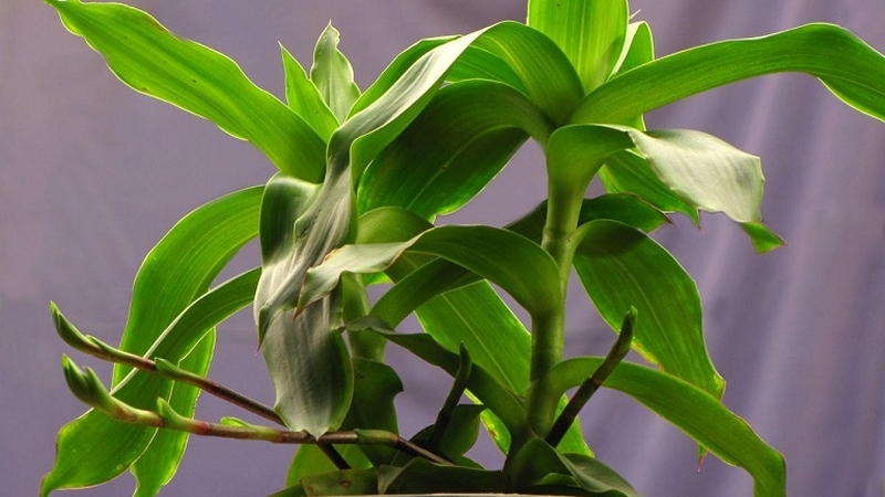 Công dụng cây lược vàng chữa viêm họng 1