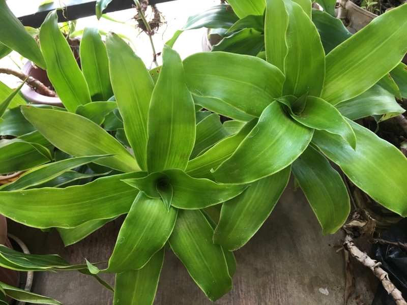 Cây lược vàng chữa bệnh tiểu đường hiệu quả bậc nhất hiện nay! 3