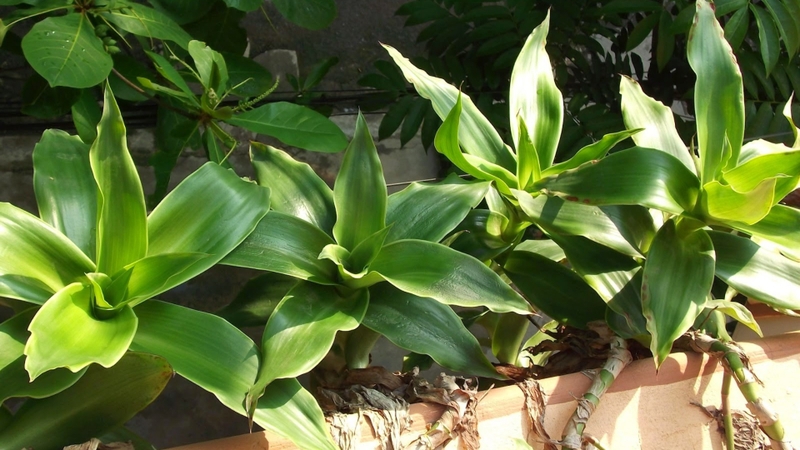 Cây lược vàng là một loài thực vật thân thảo có tên khoa học Callisia fragrans