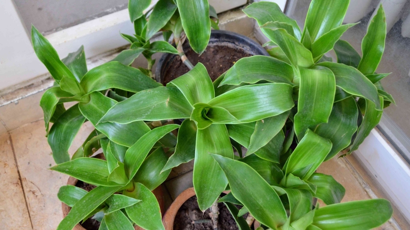 Cây lược vàng được dân gian sử dụng trong nhiều mục đích chăm sóc sức khỏe