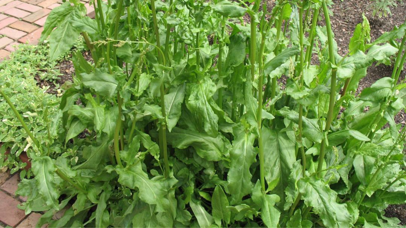 Cây lưỡi bò – cây thuốc quý cho người táo bón 1