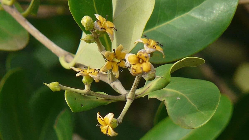 Cây Mắm: Dược liệu quý và những công dụng cho sức khỏe 1