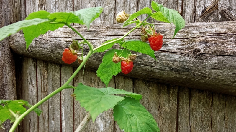 Cây mâm xôi có tác dụng gì với sức khỏe khi sử dụng 1