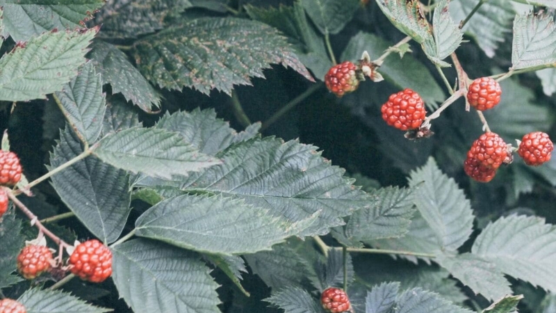 Cây mâm xôi có tác dụng gì với sức khỏe khi sử dụng 2