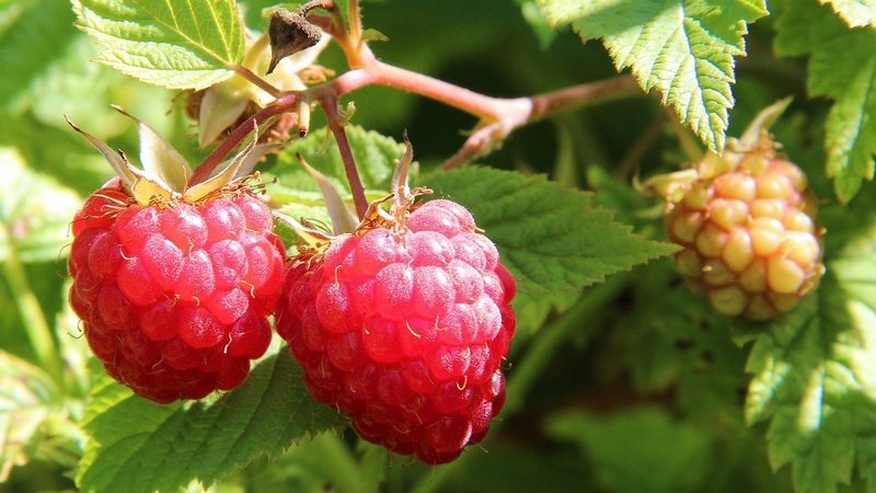 Cây mâm xôi có tác dụng gì với sức khỏe khi sử dụng 3