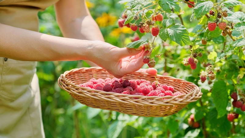 Cây mâm xôi có tác dụng gì với sức khỏe khi sử dụng 4