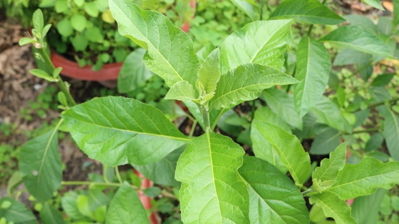 Cây mật gấu (tên khoa học Gymnanthemum amygdalinum)