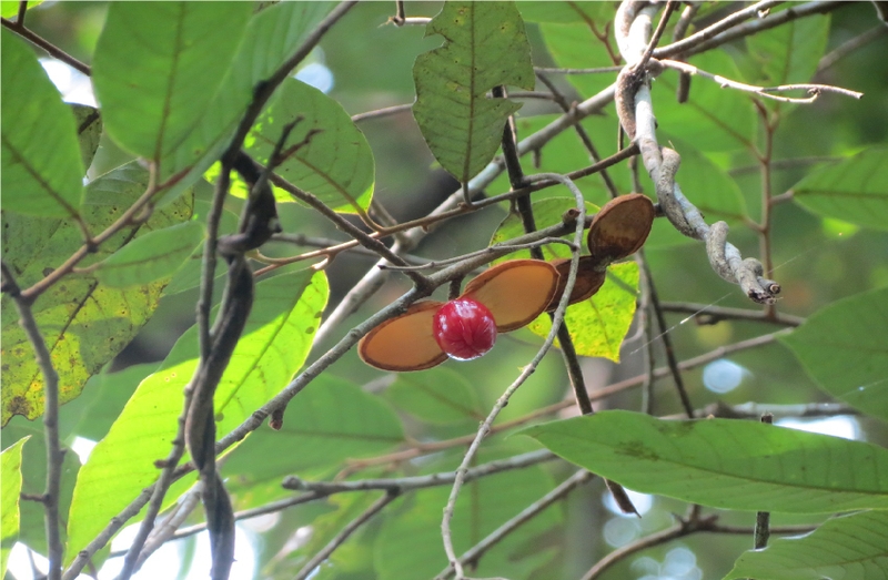 Cây máu chó có tác dụng gì? Các thành phần hóa học trong cây máu chó 1