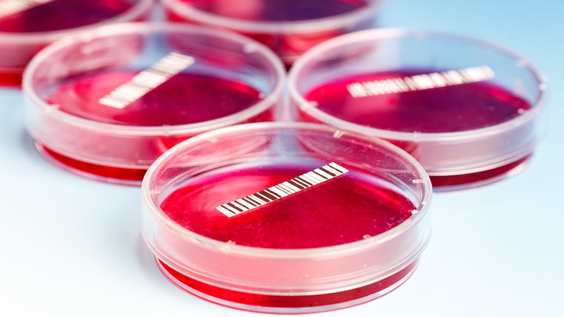 Cấy máu trong chẩn đoán nhiễm khuẩn huyết và những thông tin bạn nên biết 1