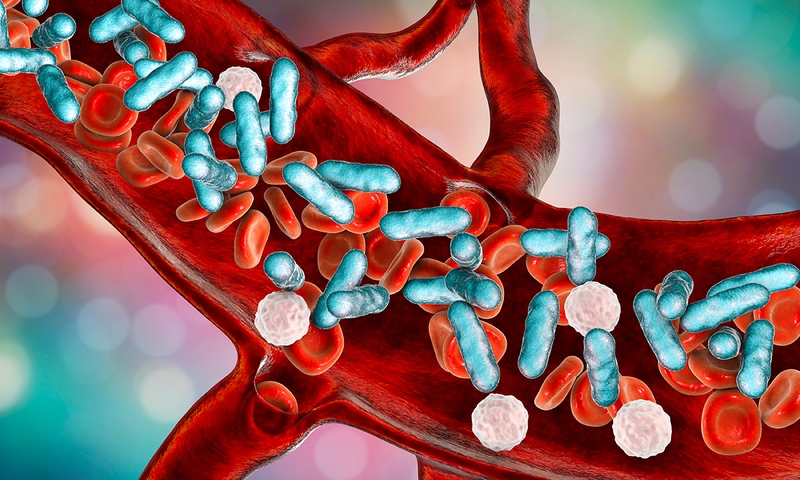 Cấy máu trong chẩn đoán nhiễm khuẩn huyết và những thông tin bạn nên biết 2