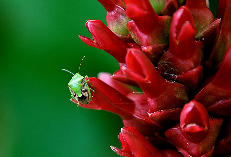 Cây mía dò có tác dụng gì? Các bài thuốc trị bệnh từ cây mía dò 2
