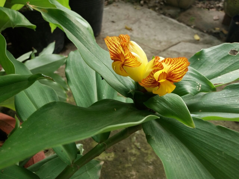 Cây mía dò có tác dụng gì? Các bài thuốc trị bệnh từ cây mía dò 1