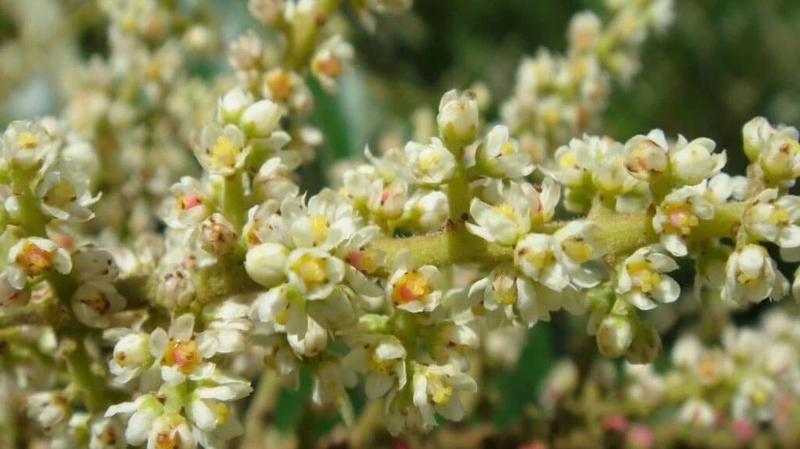 Cây muối: Công dụng và những bài thuốc tốt cho sức khoẻ 4