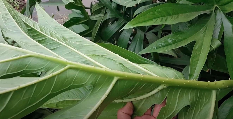 Cây mướp gai: Đặc điểm, công dụng và bài thuốc từ thảo dược quý 2