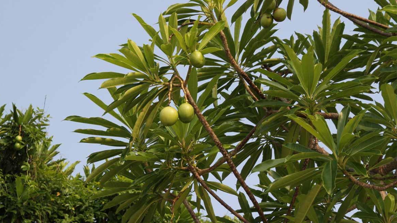 Mướp sát là một loại cây thân gỗ
