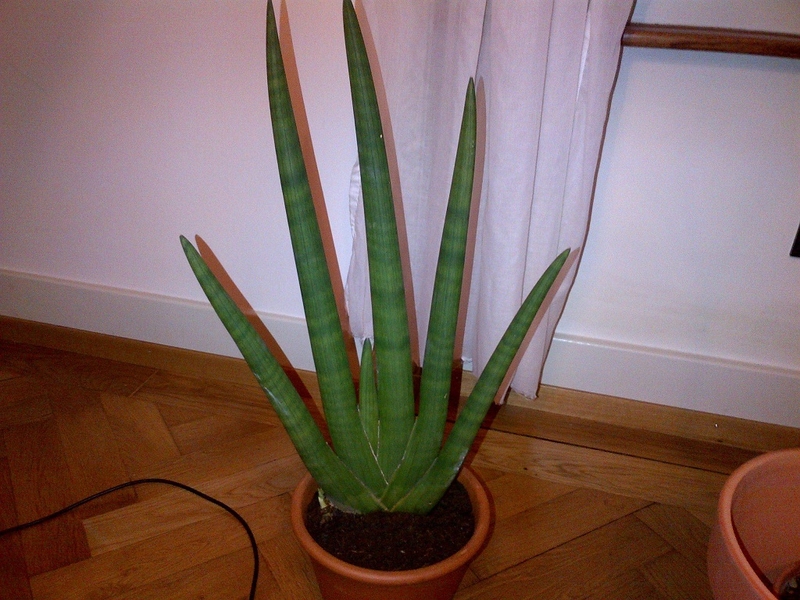 Hướng dẫn cách dùng cây ngà voi trị viêm xoang 1