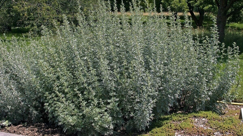 Cây ngải tây: Loại cây quen thuộc có nhiều tác dụng chữa bệnh 1