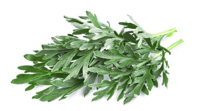 Cây ngải tây: Loại cây quen thuộc có nhiều tác dụng chữa bệnh 2