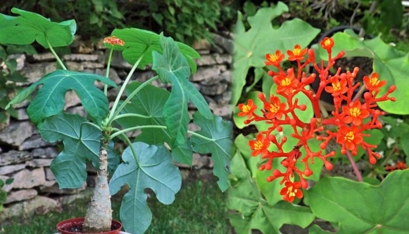 cây ngô đồng  4