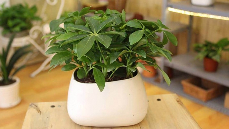 cay-ngu-gia-bi-duoi-muoi-tu-nhien-trong-gia-dinh 2