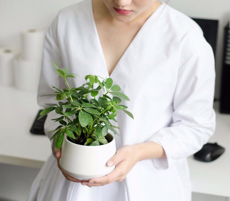 cay-ngu-gia-bi-duoi-muoi-tu-nhien-trong-gia-dinh 3