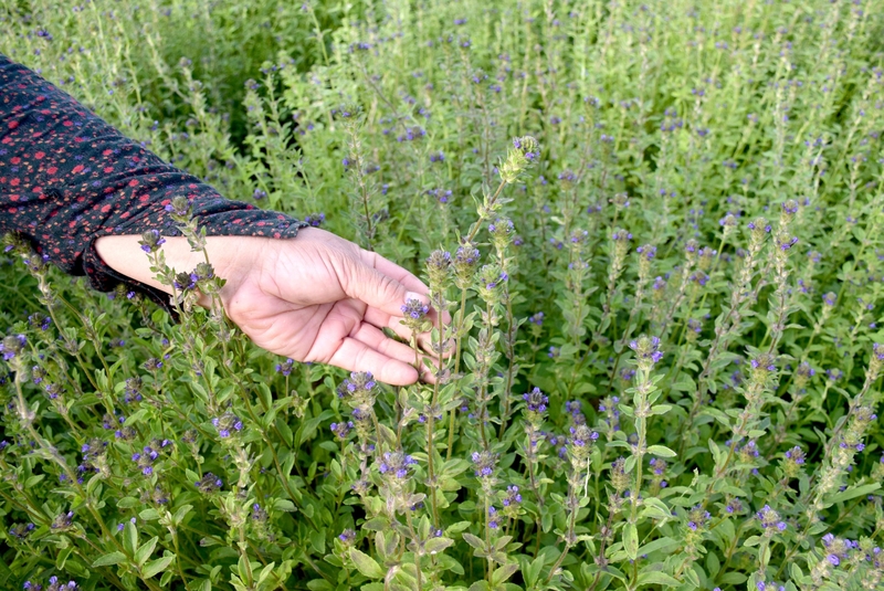 Cây nhân trần có tác dụng gì? 1