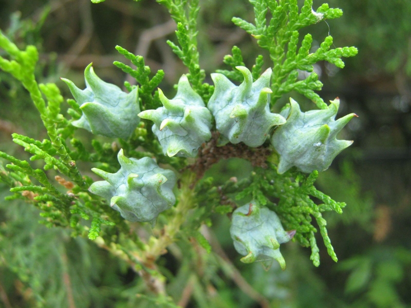 Các cách sử dụng cây nhọ nồi chữa đau dạ dày