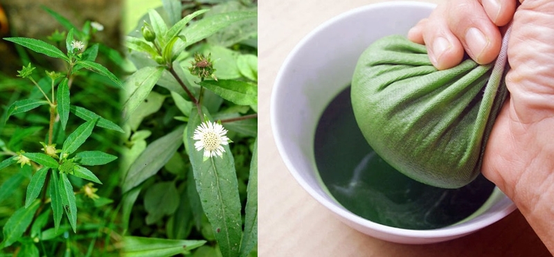 cây nhọ nồi chữa đau dạ dày có hiệu quả không