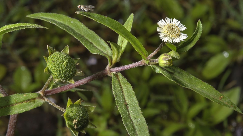 cách dùng cây nhọ nồi chữa đau dạ dày