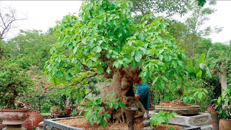 Cây nhội: Đặc điểm, công dụng và những bài thuốc hữu ích 1
