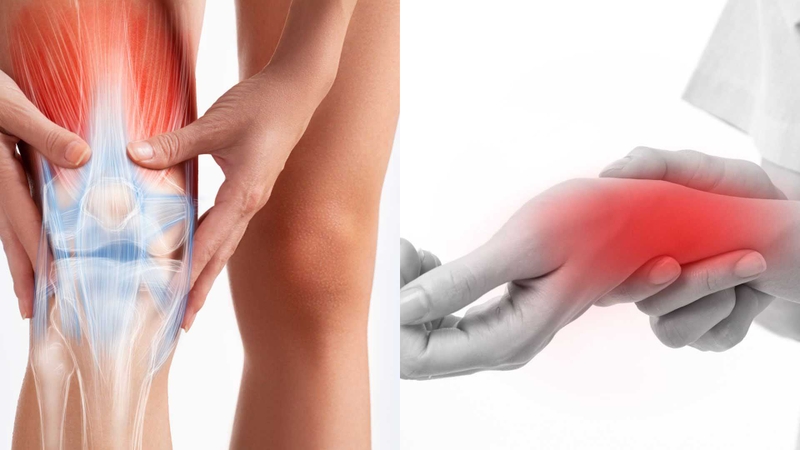 Cây nhội: Đặc điểm, công dụng và những bài thuốc hữu ích 2